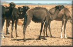 Camels, Morocco