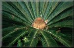 palm