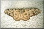 Moth, Manaus