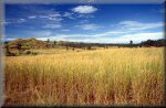 Nabou grassland, Fiji