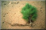 Fiji pine root inhibition