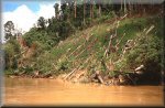 Deforestation, Sarawak