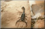 Scorpion, Morocco